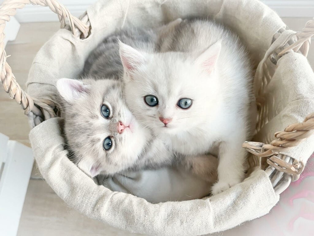 BKH golden tabby Kitten