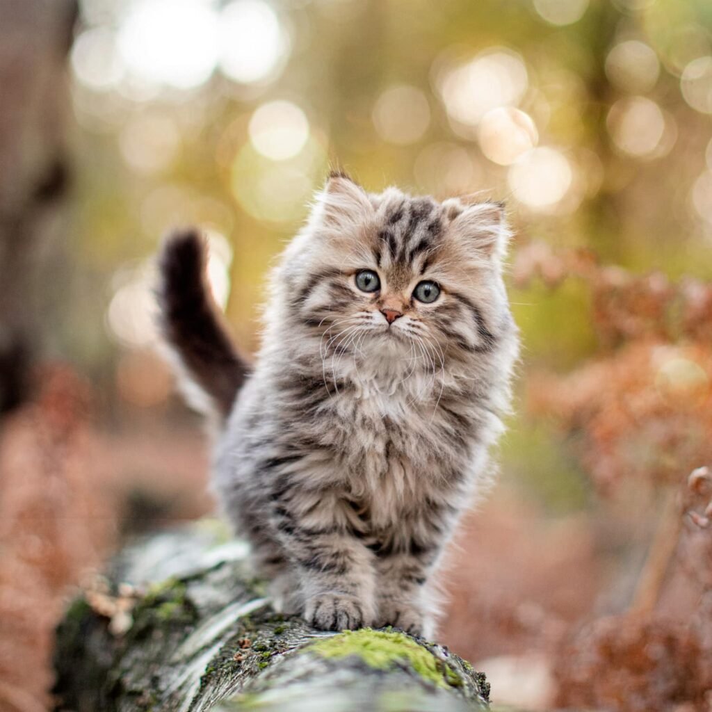 golden shaded Katze