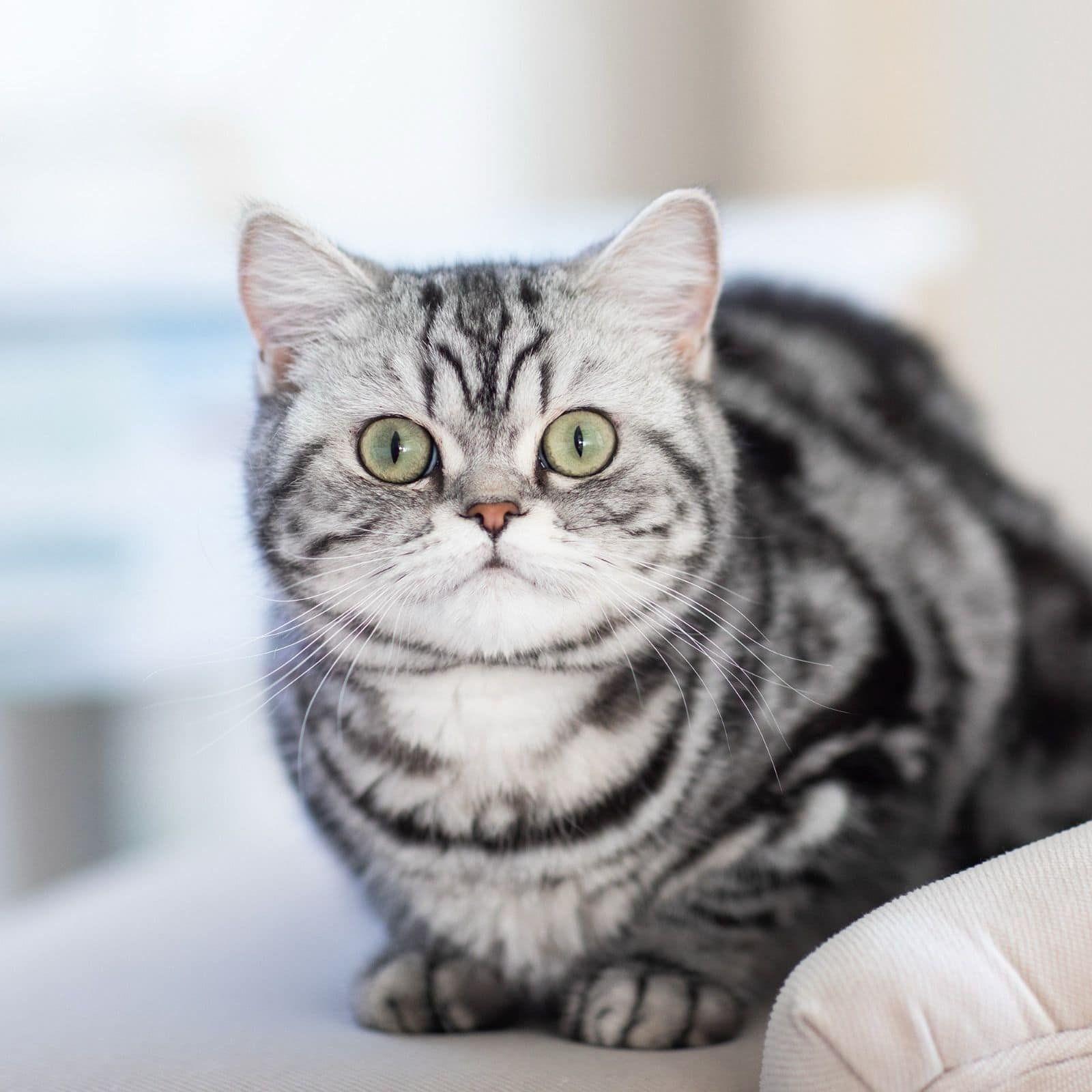 BKH silver tabby Züchter in Berlin und Brandenburg