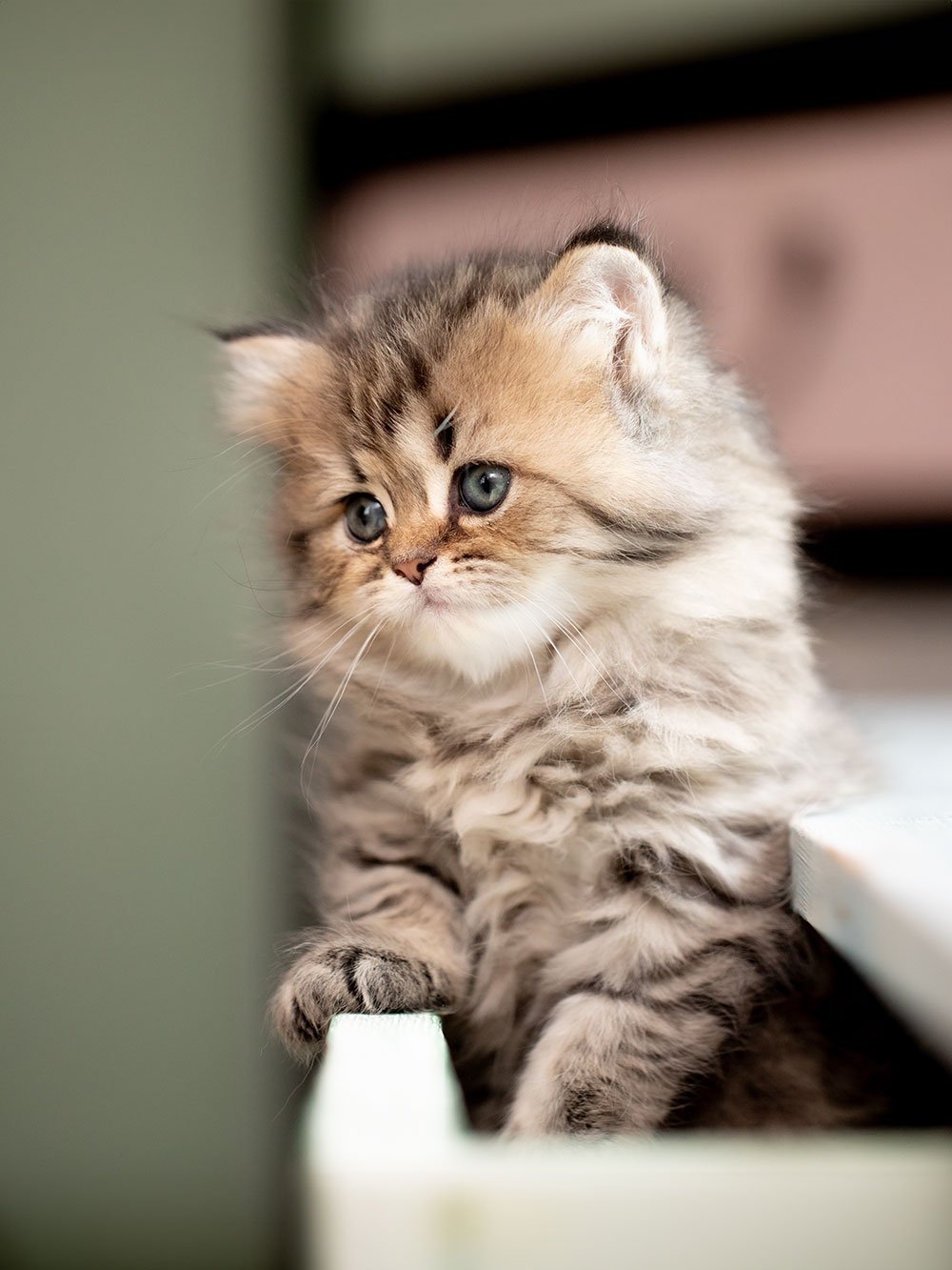 golden shaded Katze